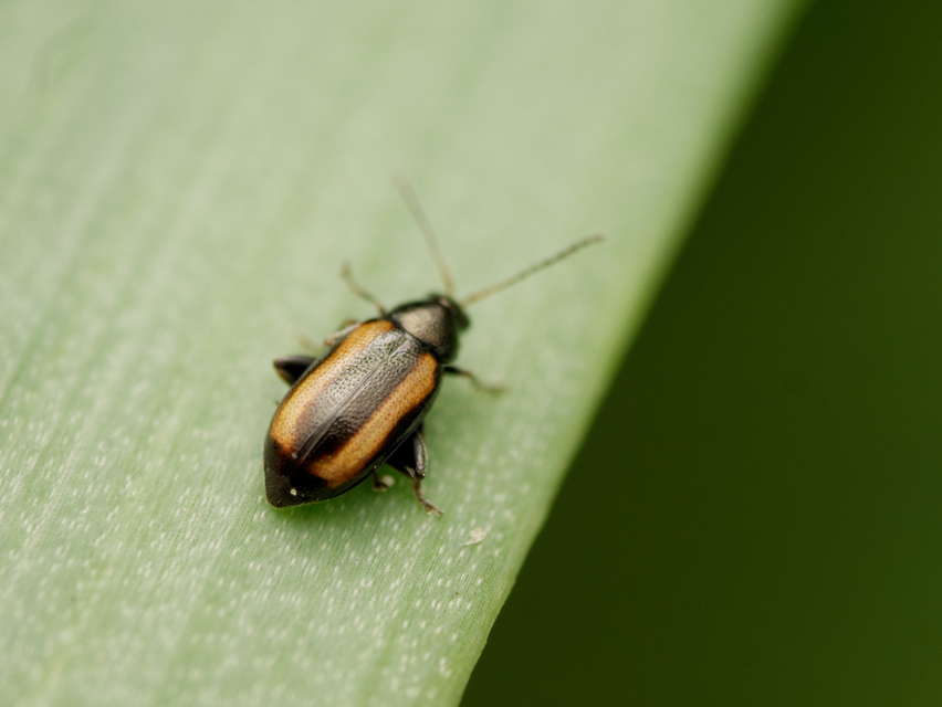 Phyllotreta vittula - muharbolha