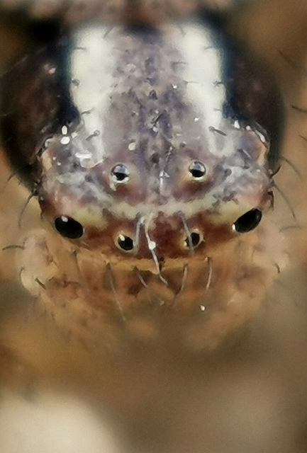 Psammitis sabulosa