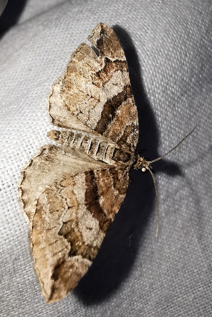 Pareulype berberata - sóskafa-tarkaaraszoló