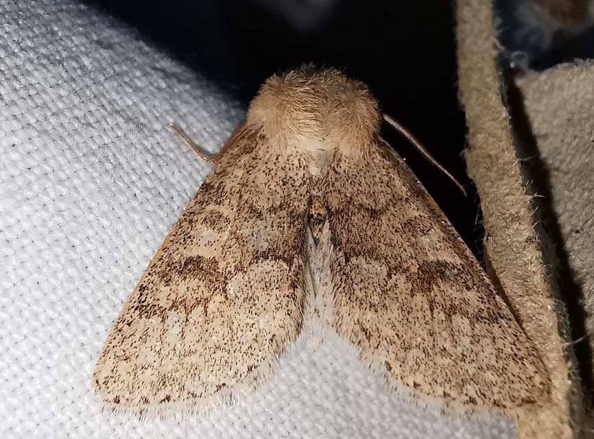 Orthosia miniosa - sárgás barkabagoly