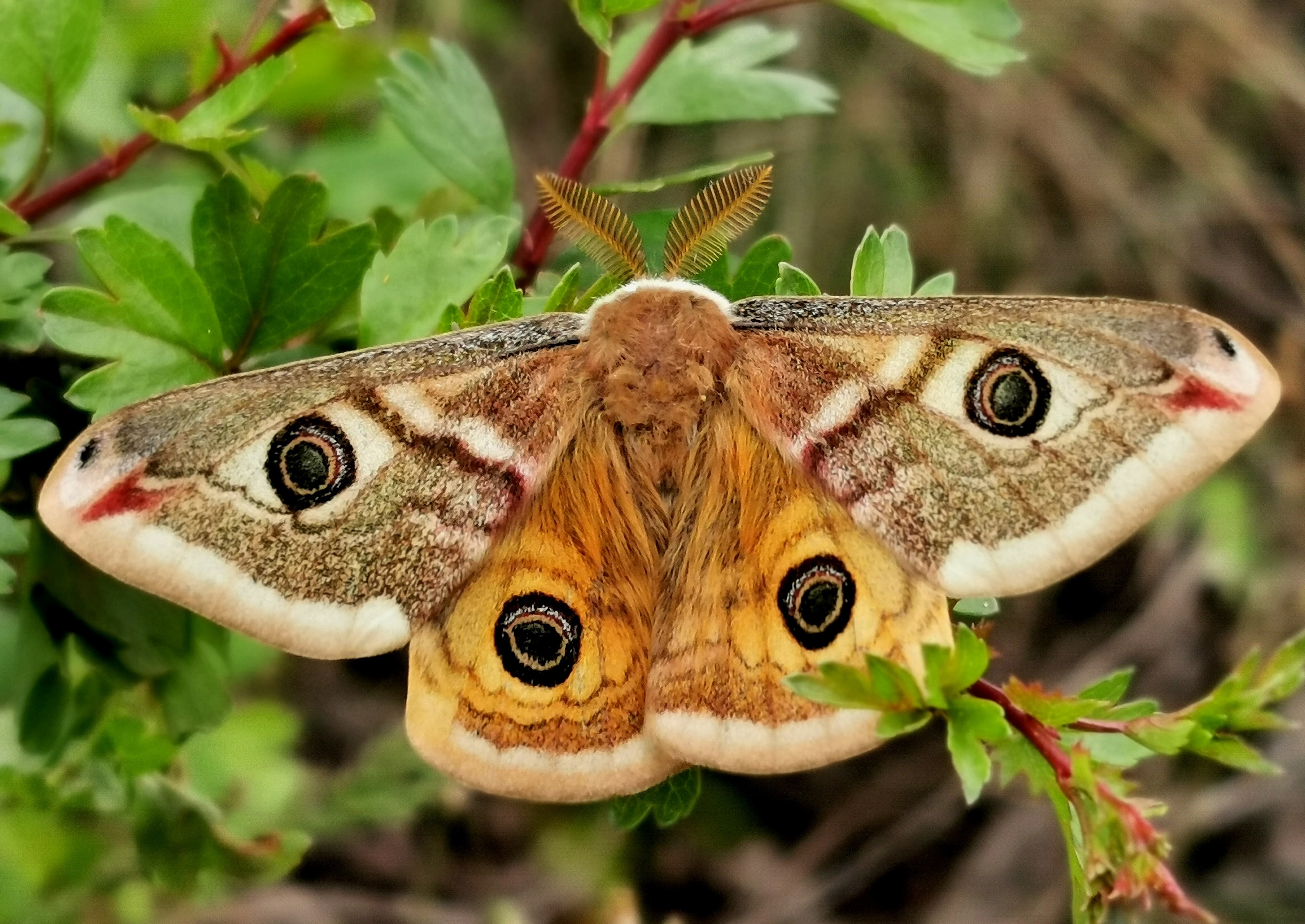 Saturnia pavoniella - kis pávaszem