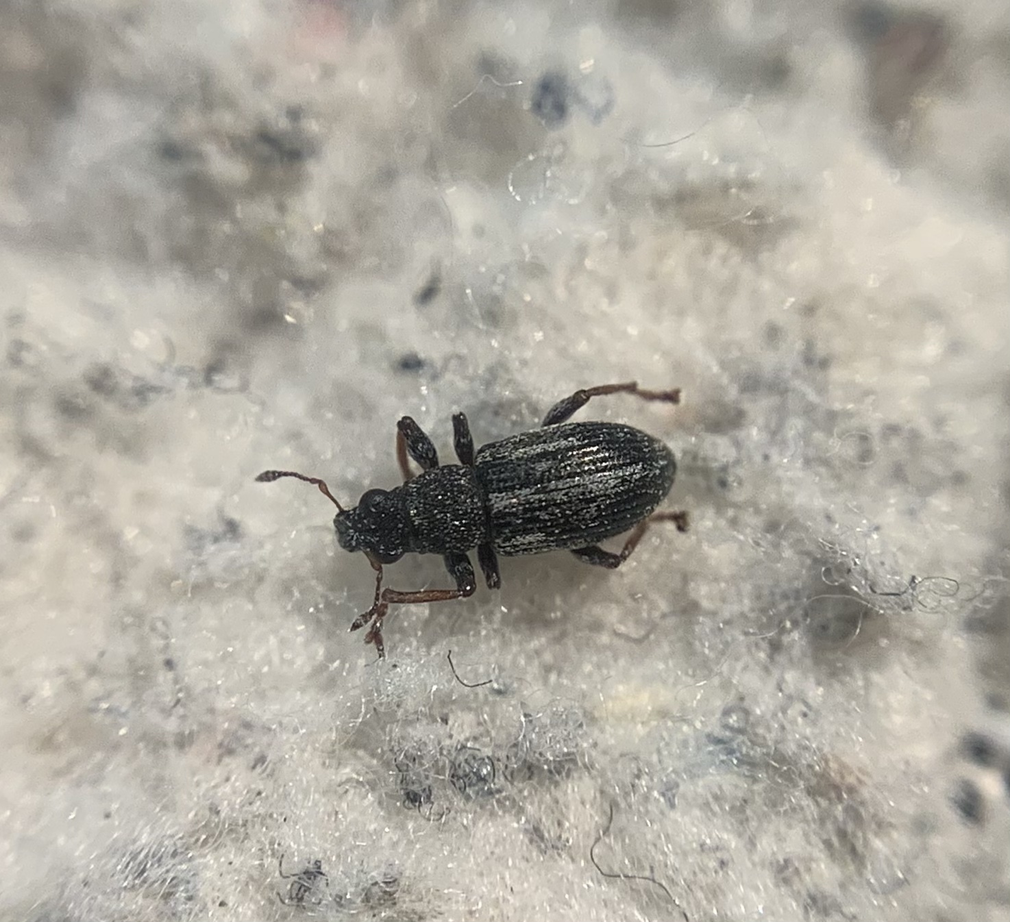 Sitona striatellus - bükköny-csipkézőbogár
