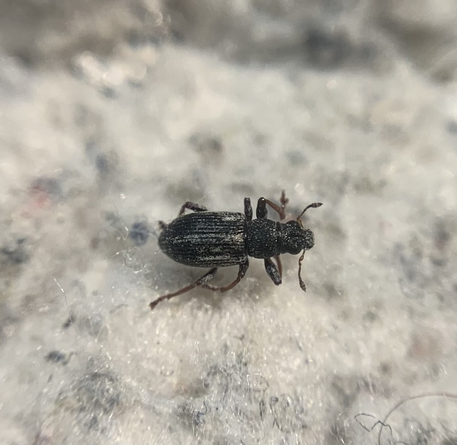 Sitona striatellus - bükköny-csipkézőbogár