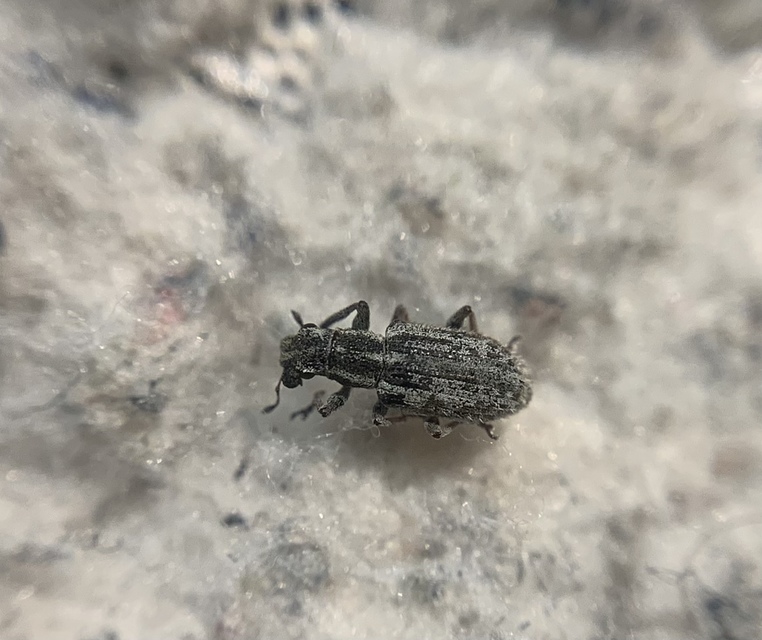 Sitona macularius - borsó-csipkézőbogár
