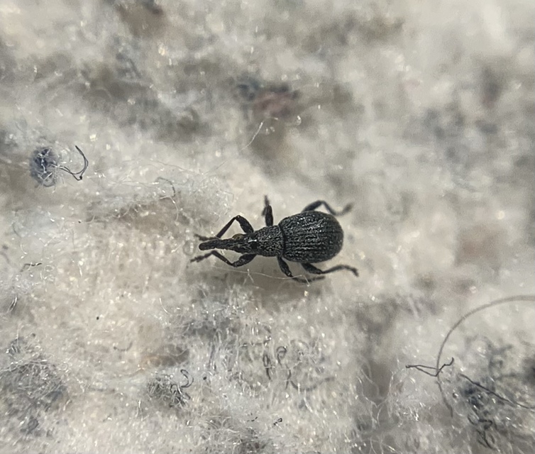 Holotrichapion ononis - szakállas cickányormányos