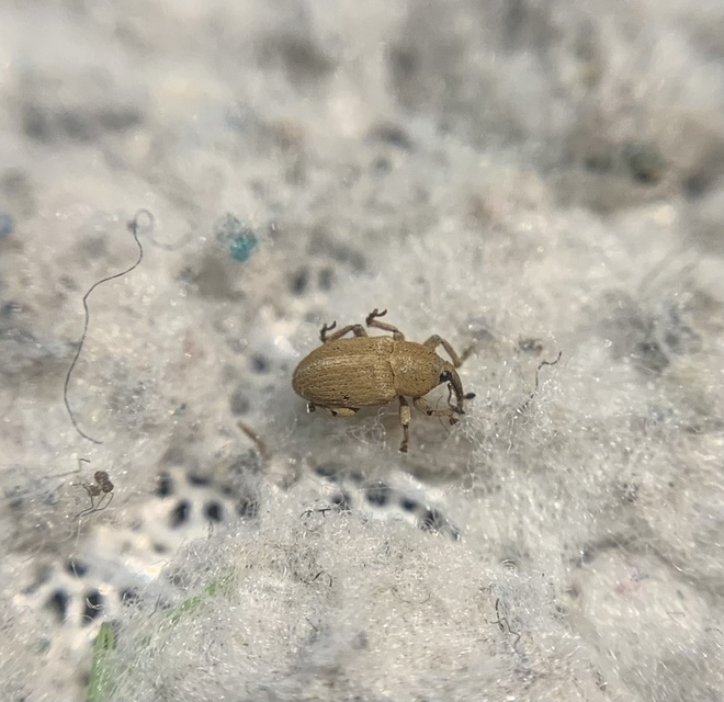 Tychius squamulatus - somkóró-tímárormányos