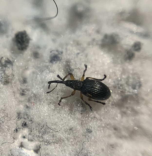 Protapion varipes - görbelábú cickányormányos Protapion varipes - görbelábú cickányormányos