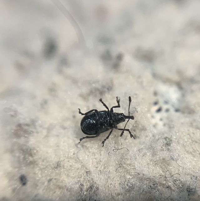 Neocoenorrhinus germanicus - közönséges szamócaeszelény