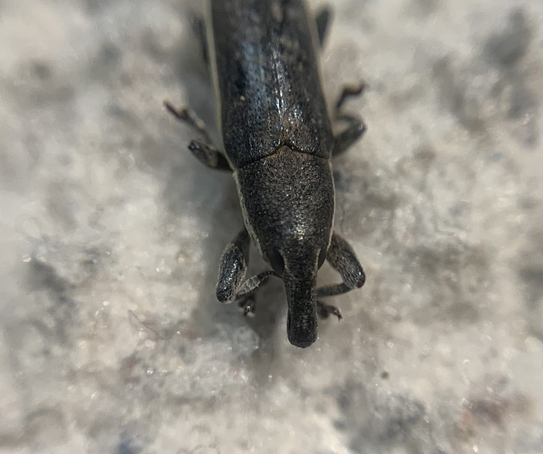 Lixus ochraceus - retek-dudvabarkó