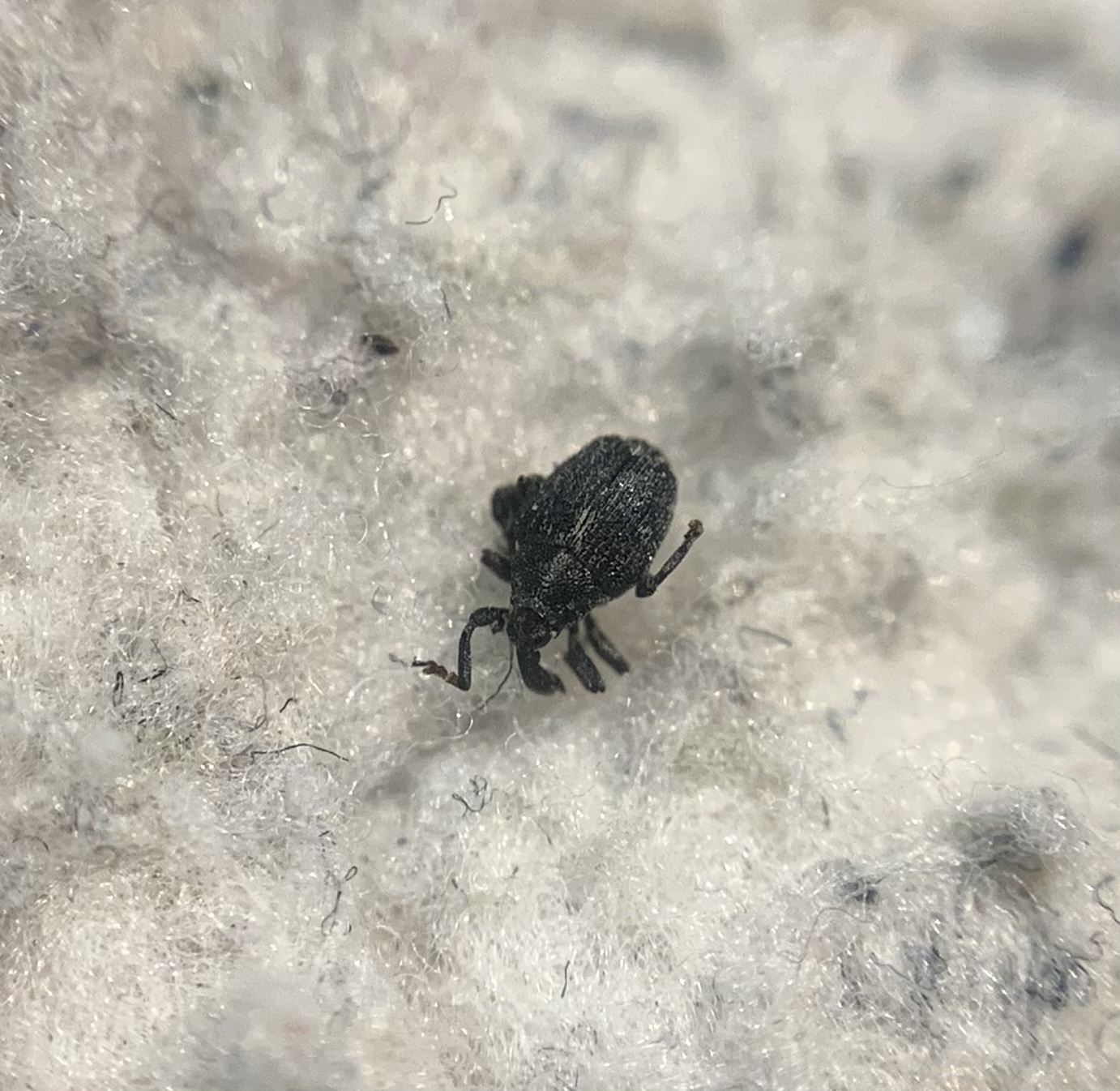 Mogulones euphorbiae - nefelejcs-tarkaormányos