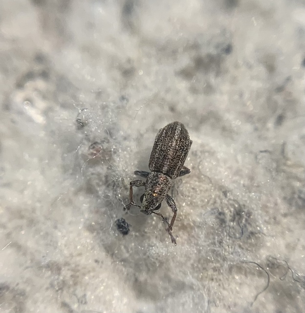 Sitona suturalis - fémes csipkézőbogár