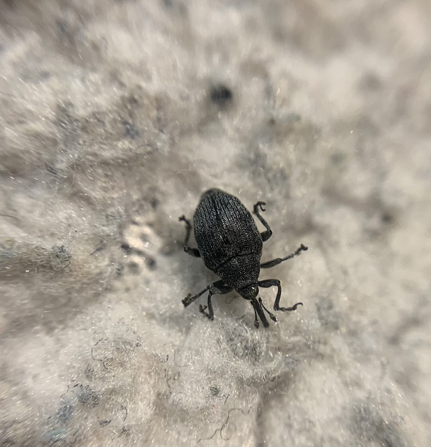 Ceutorhynchus rapae - nagy repcsény-ceutormányos