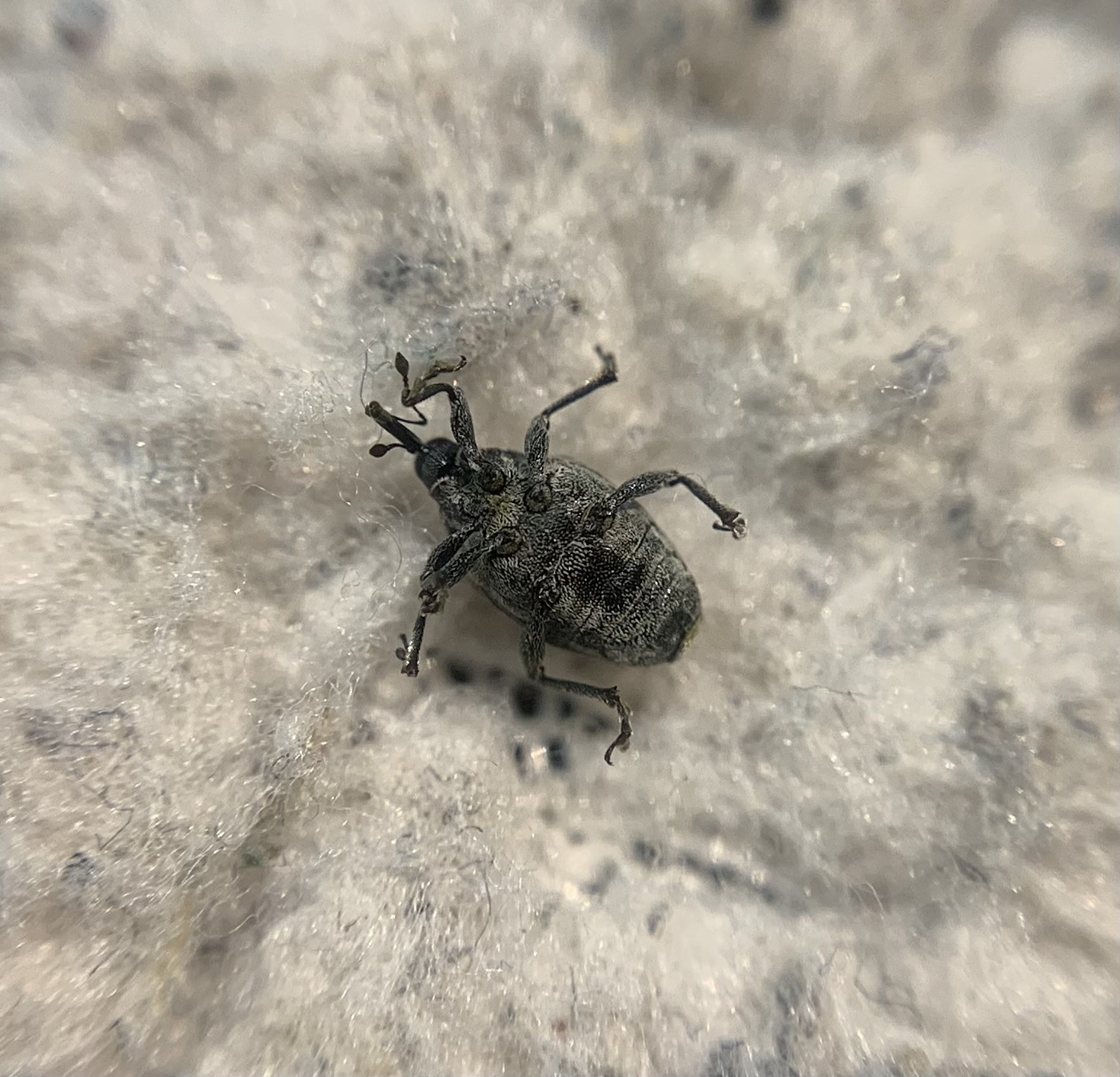Ceutorhynchus rapae - nagy repcsény-ceutormányos