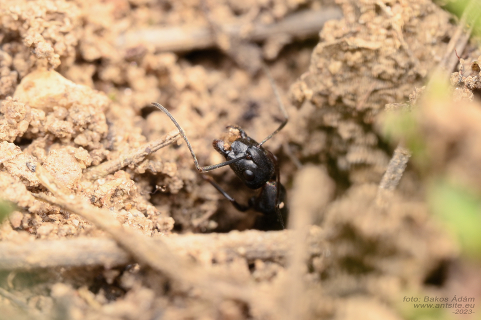 Camponotus aethiops - szőrös lóhangya