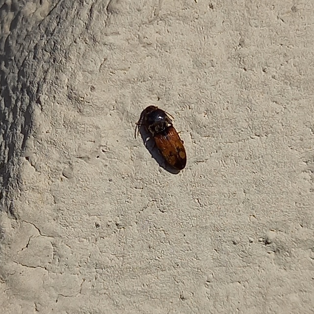 Drasterius bimaculatus - változékony pattanó