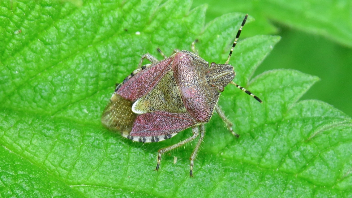 Dolycoris baccarum - közönséges bogyómászó-poloska Dolycoris baccarum - közönséges bogyómászó-poloska