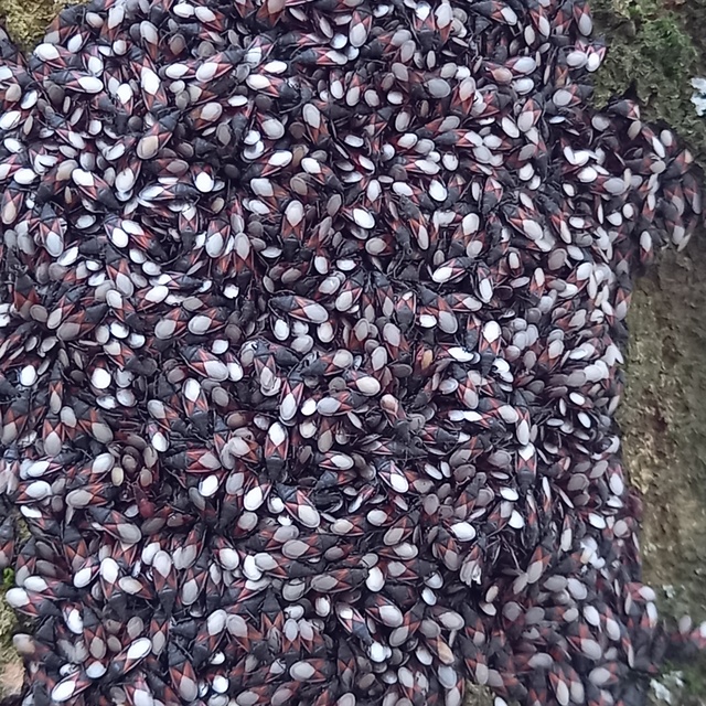 Oxycarenus lavaterae - hársbodobács