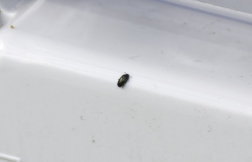 Meligethinae