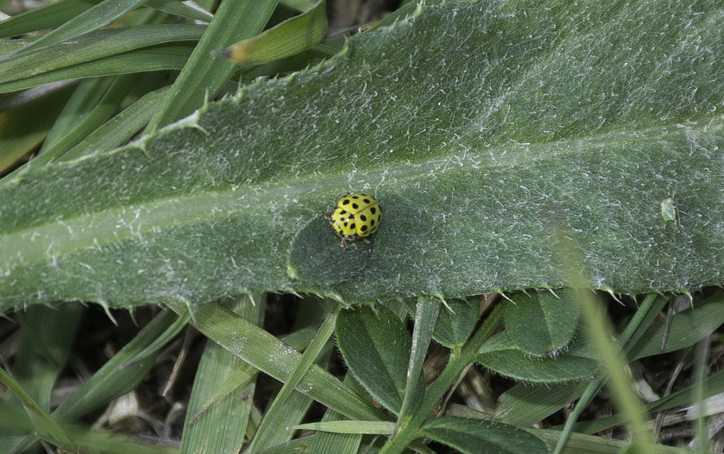 Psyllobora vigintiduopunctata - huszonkétpettyes katica