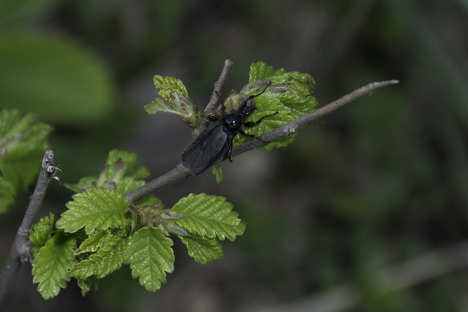 Bibionidae - bársonylegyek