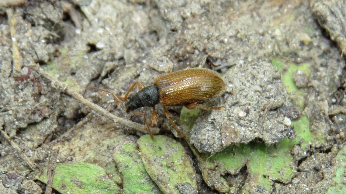 Phyllobius oblongus - közönséges levélormányos