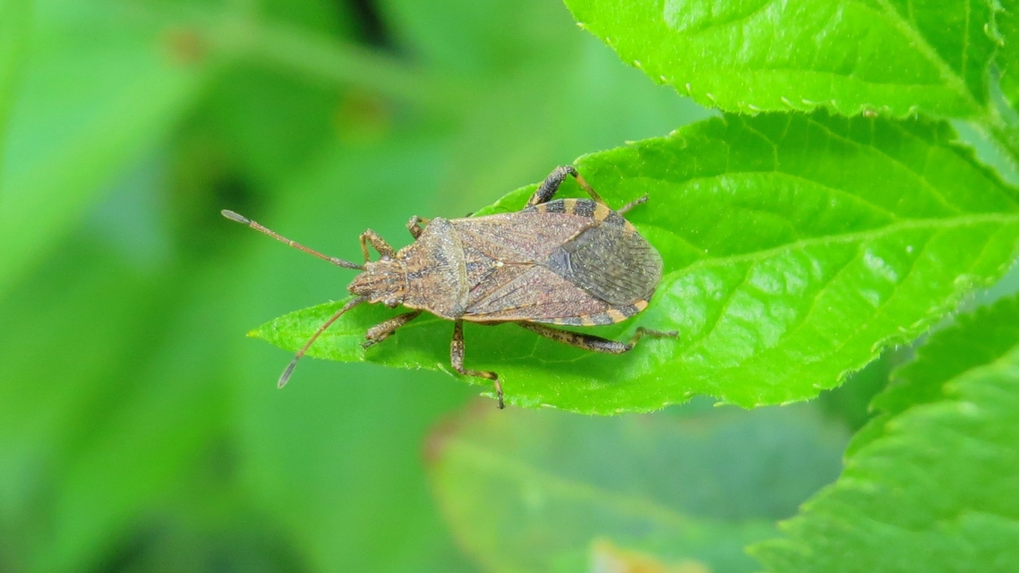 Ceraleptus gracilicornis - tüskéslábú karimáspoloska