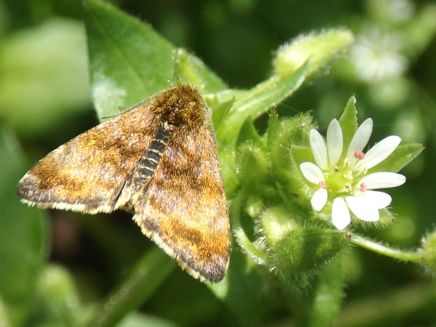 Panemeria tenebrata - apró sárgabagoly