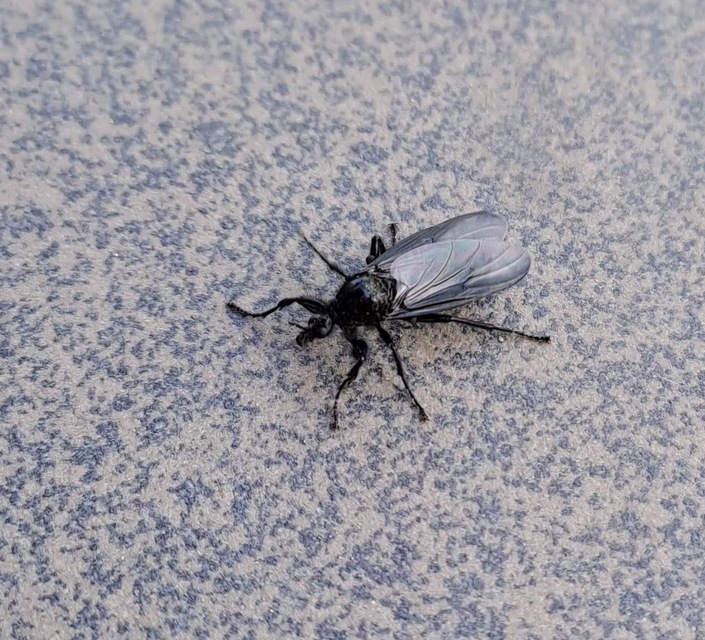 Diptera - Kétszárnyúak