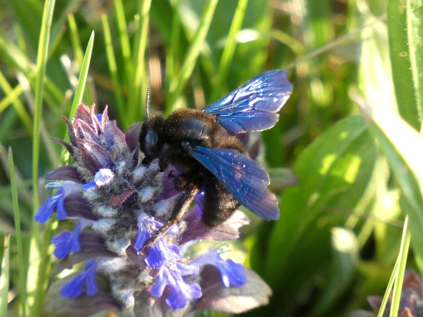 Xylocopa