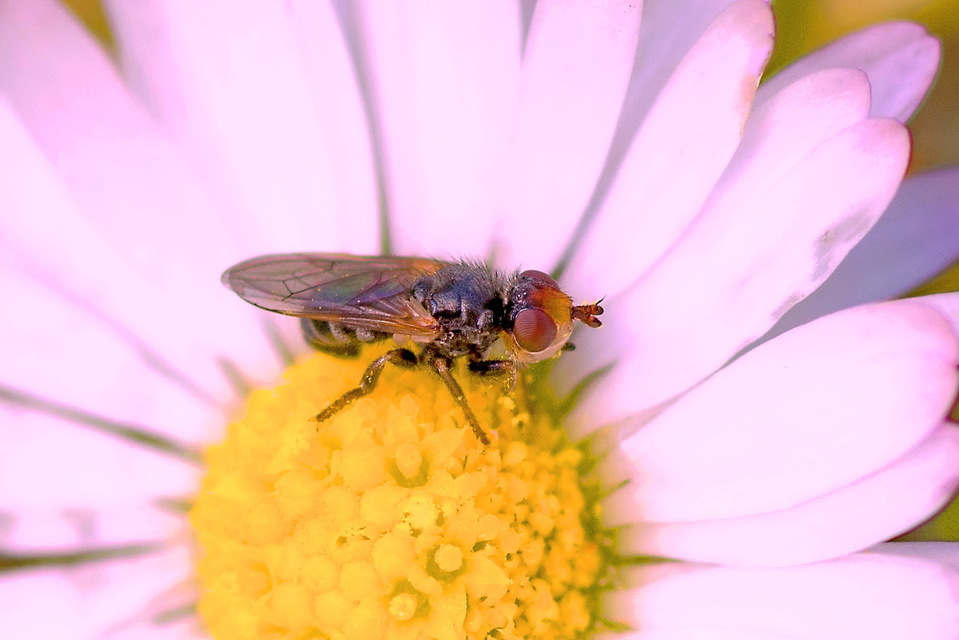 Thecophora
