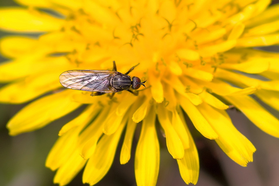 Empididae - táncoslegyek