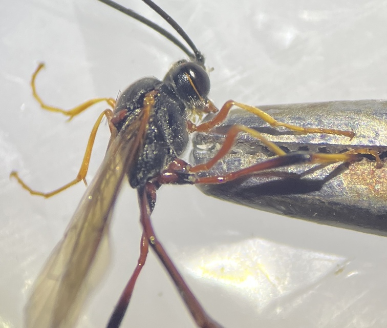Trichomma fulvidens