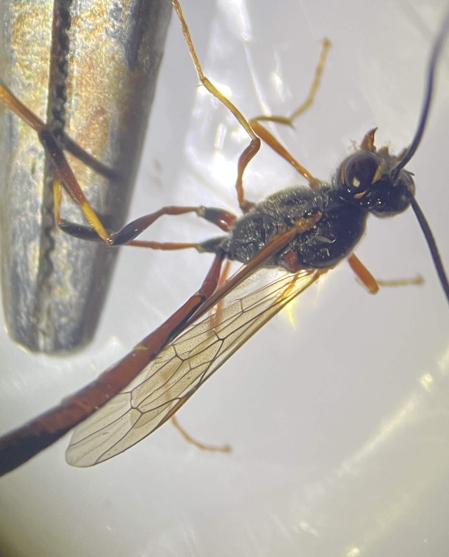 Trichomma fulvidens
