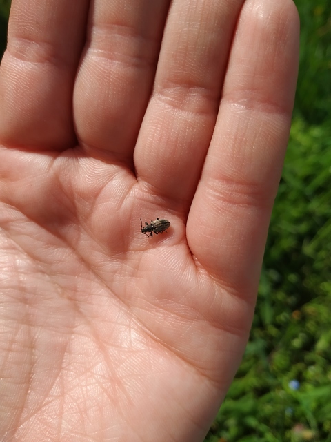 Phyllobius pyri - gyümölcsfa-levélormányos