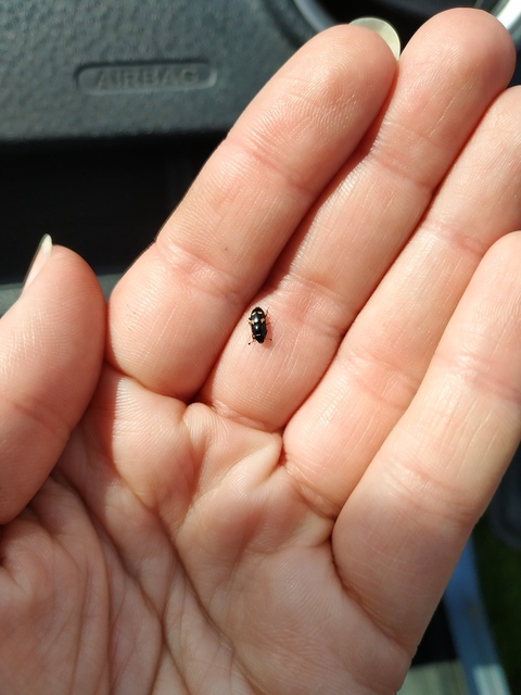 Glischrochilus quadrisignatus - amerikai fénybogár Glischrochilus quadrisignatus - amerikai fénybogár