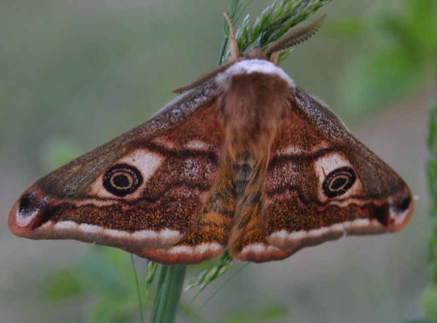 Saturnia pavoniella/pavonia