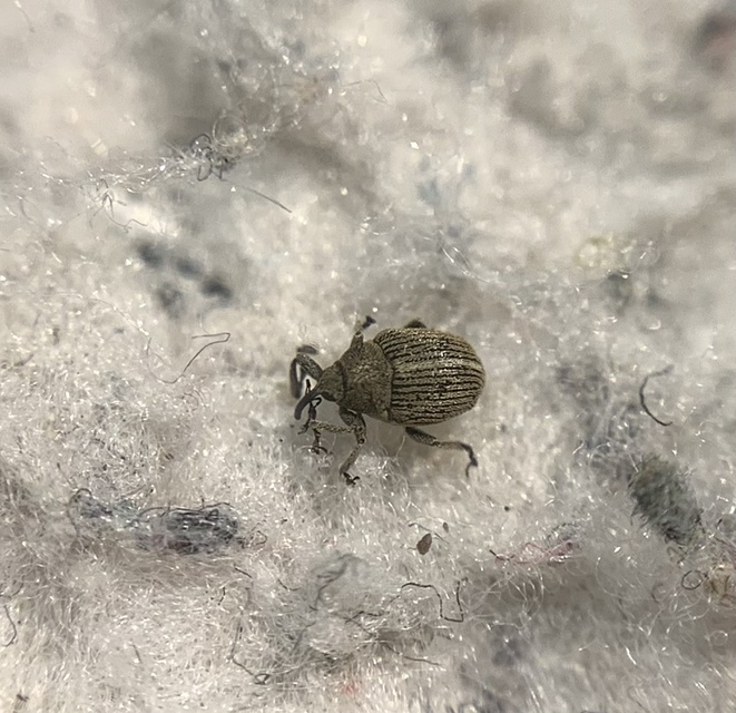 Ceutorhynchus pulvinatus - kis zsombor-ceutormányos