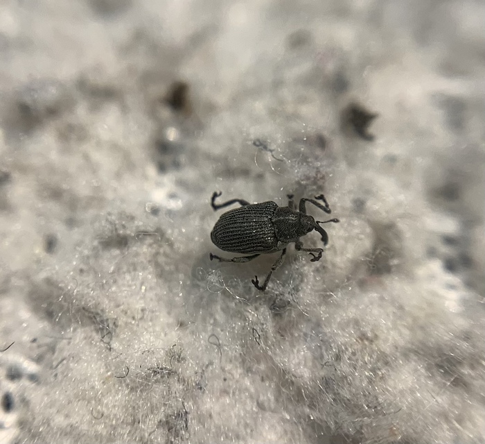 Ceutorhynchus obstrictus - repcebecő-ceutormányos