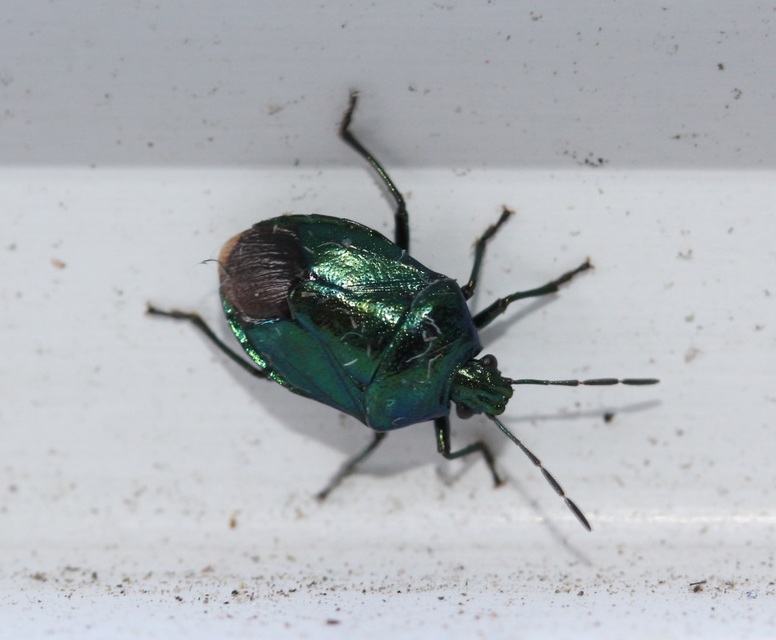 Zicrona caerulea - acélkék poloska Zicrona caerulea - acélkék poloska