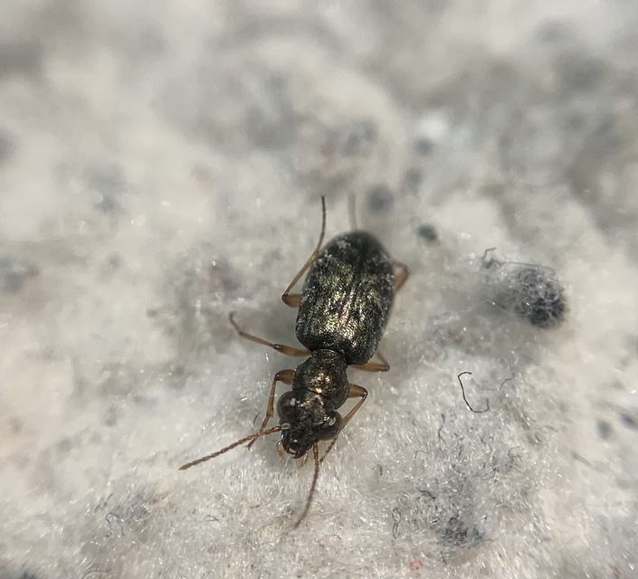 Asaphidion flavipes - közönséges sárfutó