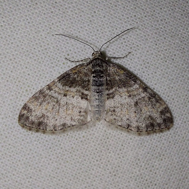 Lobophora halterata - szárnyfüggelékes araszoló
