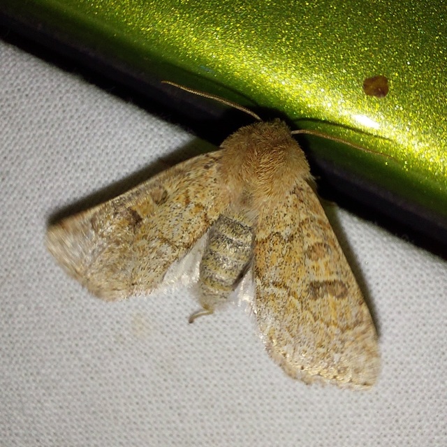 Orthosia miniosa - sárgás barkabagoly