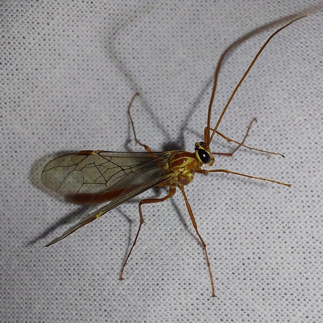 Ophion obscuratus
