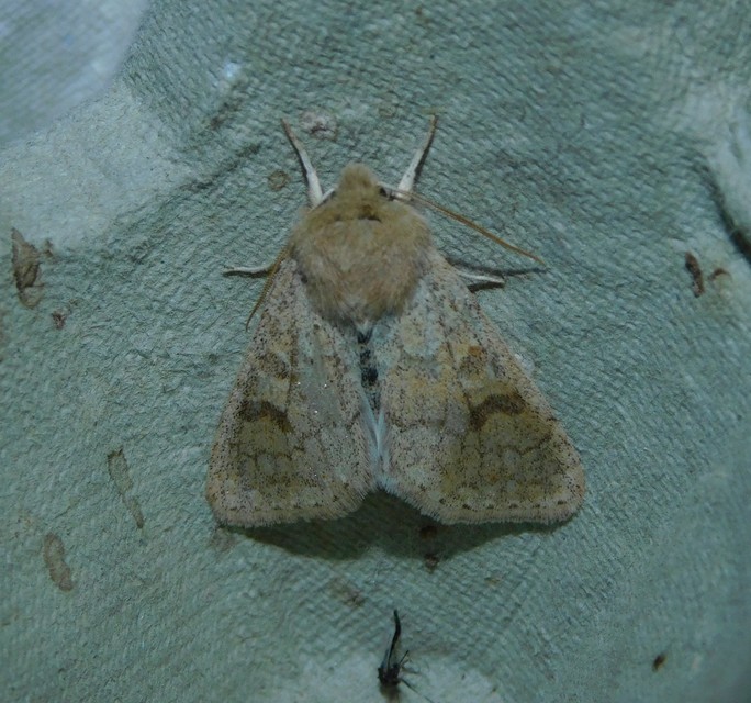 Orthosia miniosa - sárgás barkabagoly