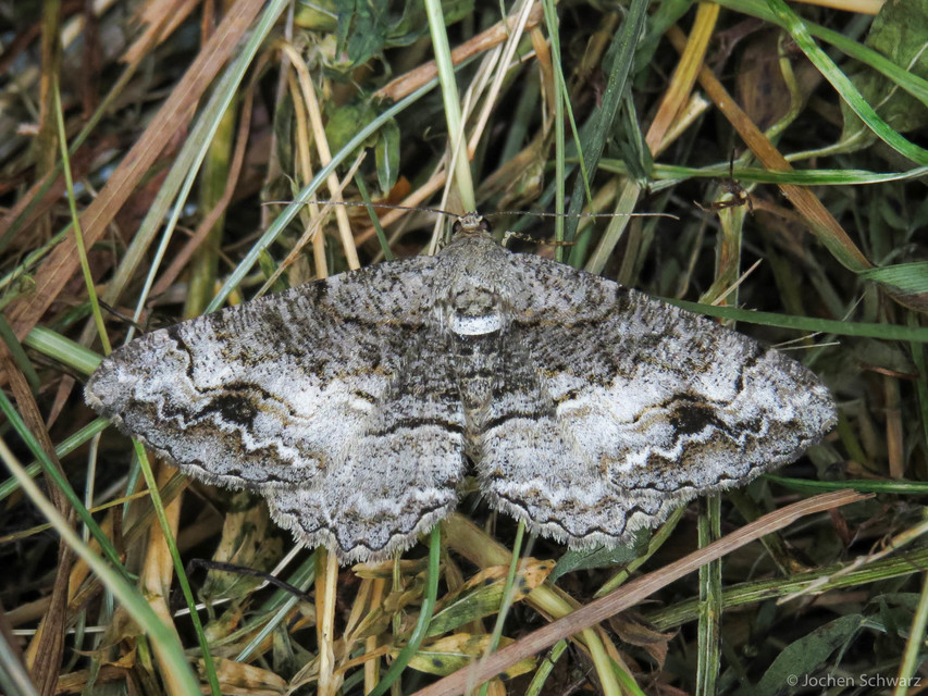 Alcis repandata - foltos faaraszoló