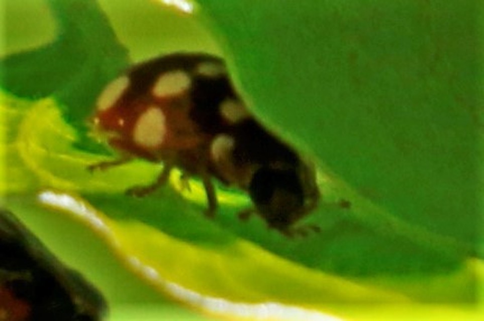 Calvia quatuordecimguttata - tizennégycseppes füsskata