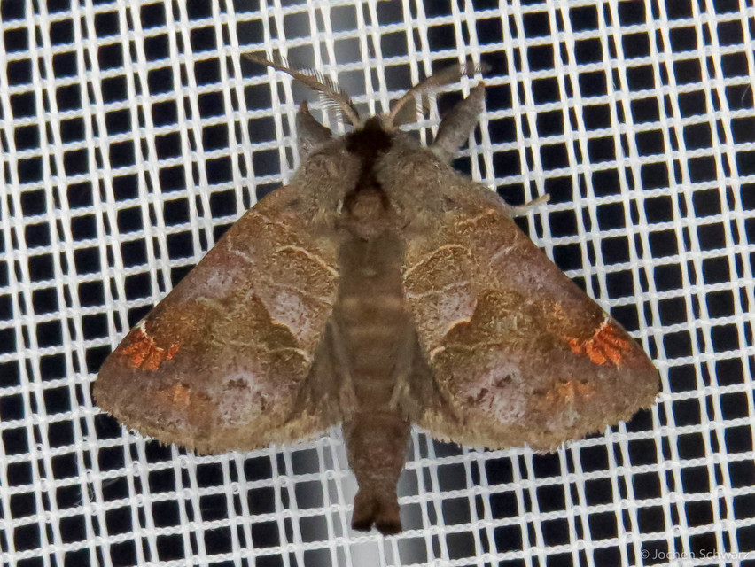 Clostera pigra - apró levélszövő