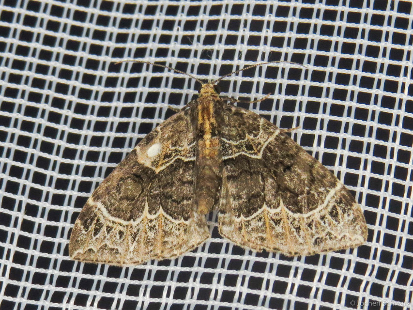 Ecliptopera silaceata - barna tarkaaraszoló