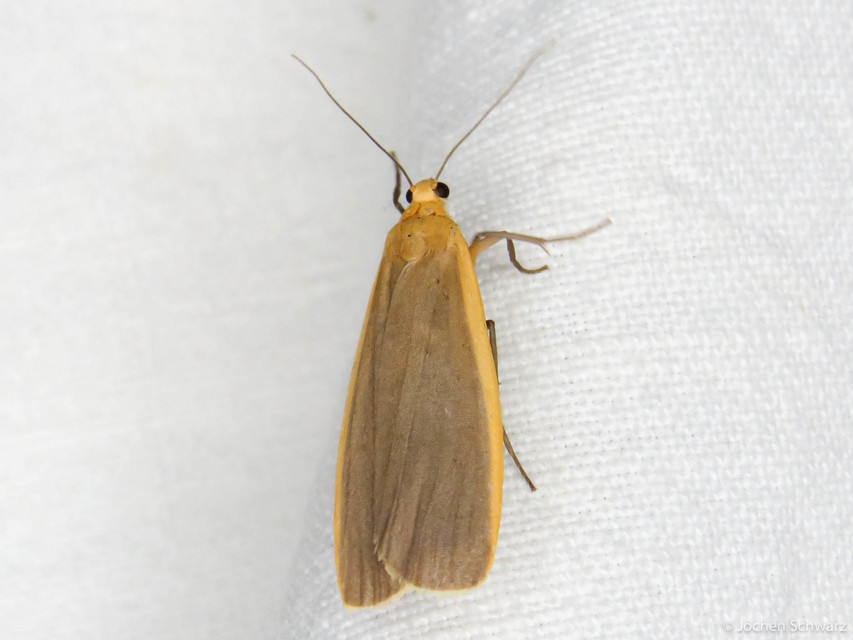 Eilema depressa - lapos zuzmószövő