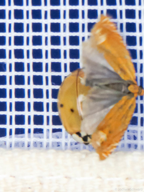 Lathronympha strigana - orbáncfű-magrágómoly